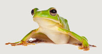FrogB