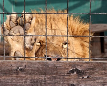 caged_lion