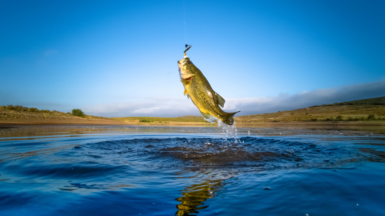Integrated Marketing Solutions Lets Go Fishing!