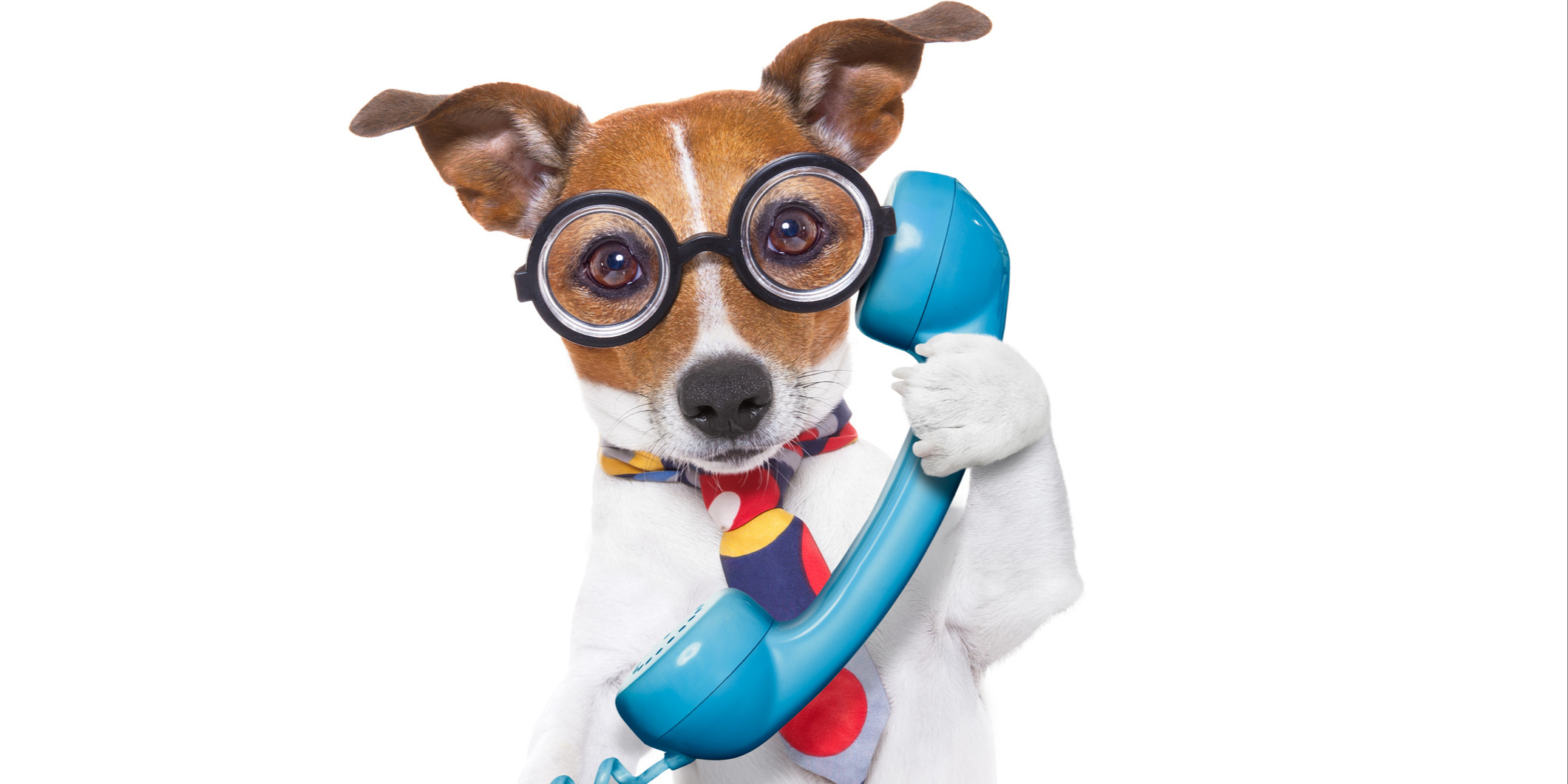 What Kind of Sales Dog Are You?