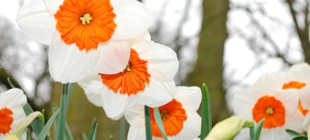 daffodils-1.jpg