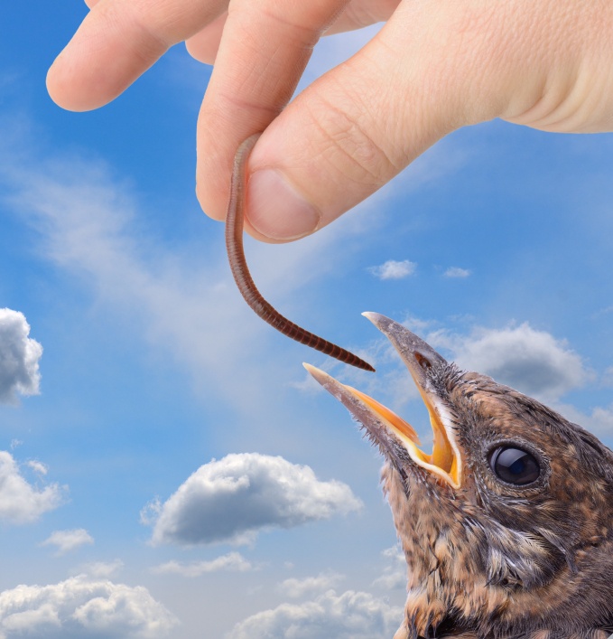 Science Proves Early Birds Get More Worms